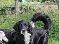 Puppys van Bliss040622-0014